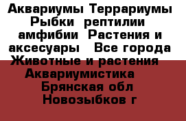 Аквариумы.Террариумы.Рыбки, рептилии, амфибии. Растения и аксесуары - Все города Животные и растения » Аквариумистика   . Брянская обл.,Новозыбков г.